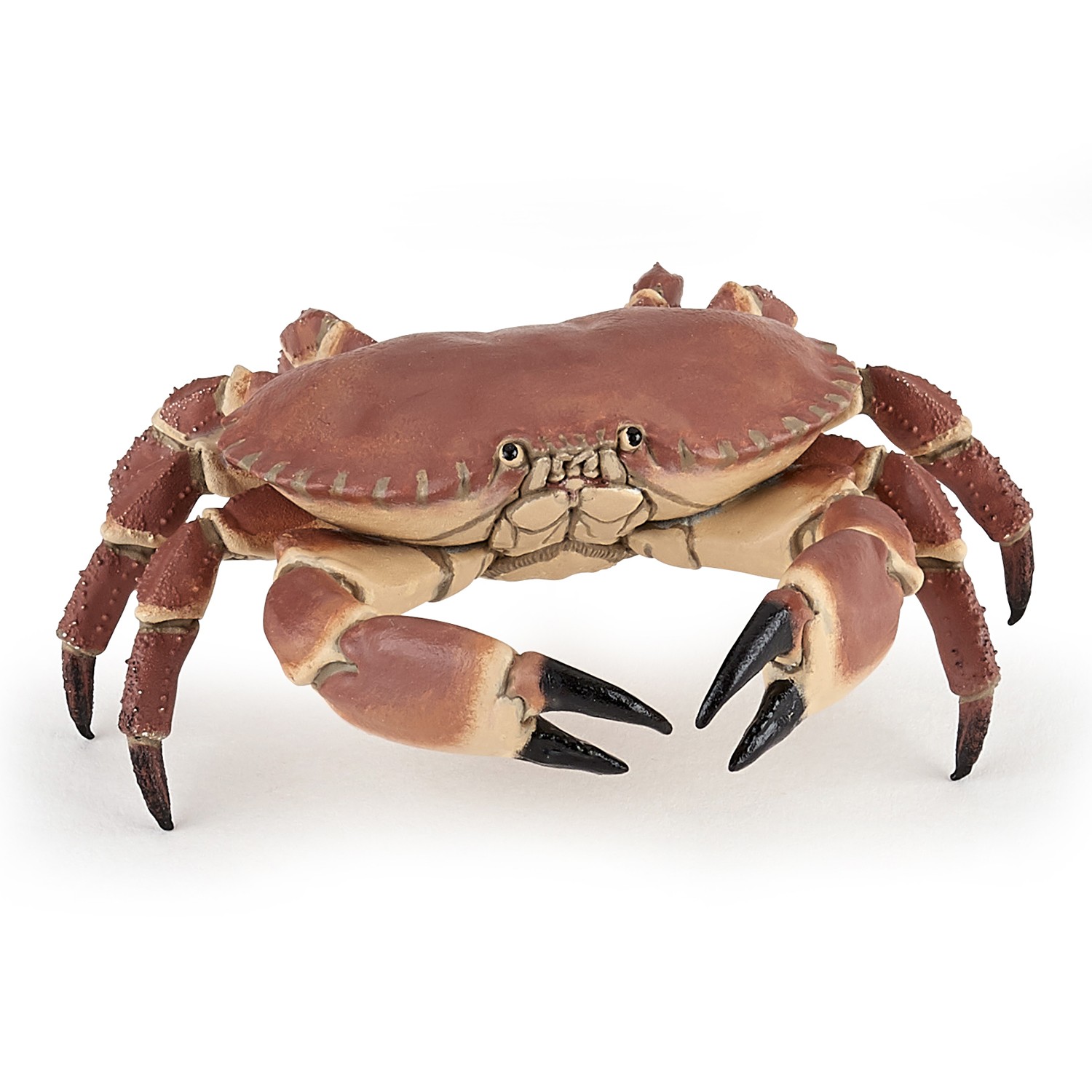 Crab Papo