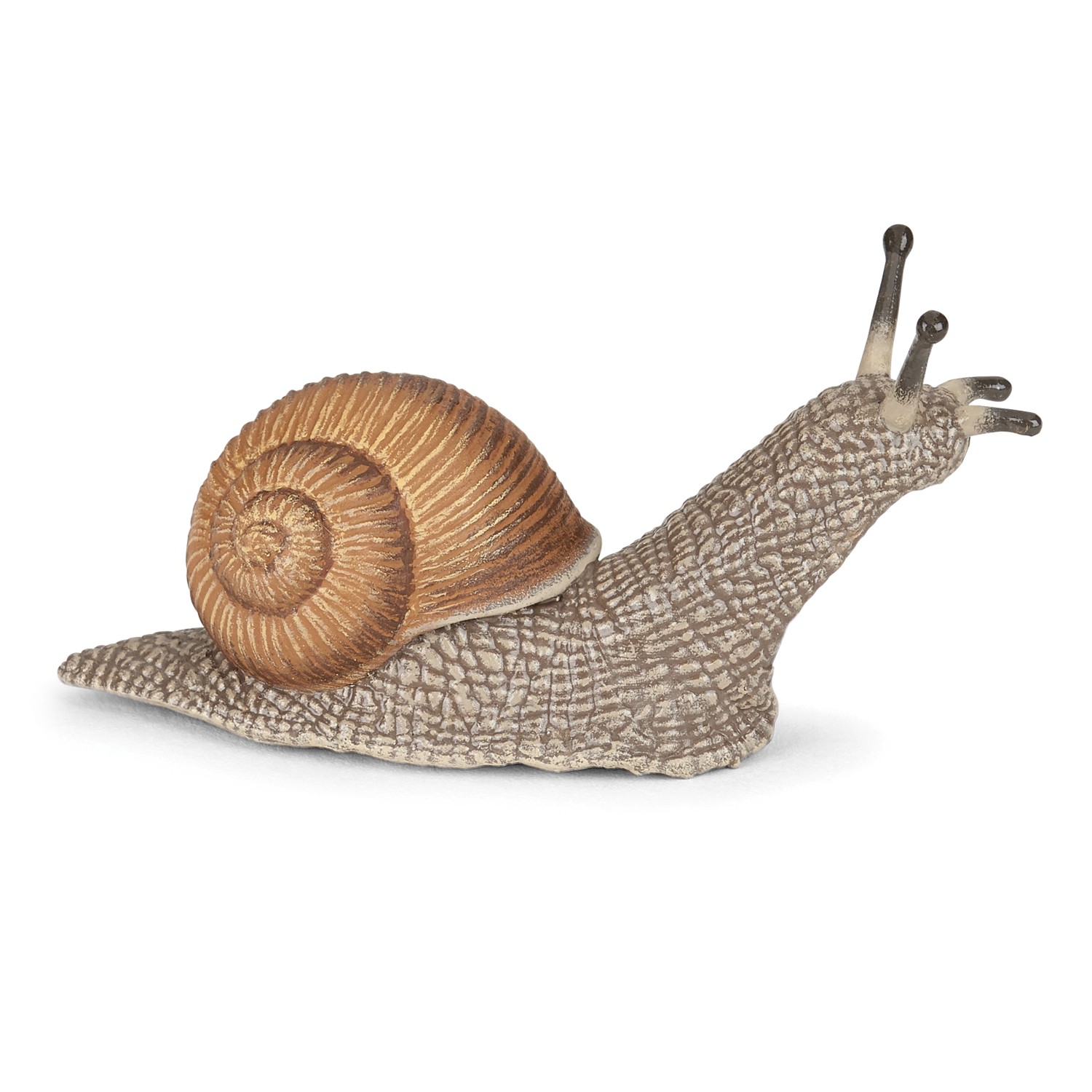 Snail Papo